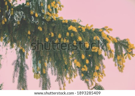 Spruce branches with young cones on pink background
