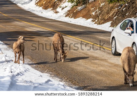 A group of young Bighorn Sheep foraging on the snowy mountain road. Tourists take pictures from the car window. Banff National Park, Mount Norquay Scenic Drive.