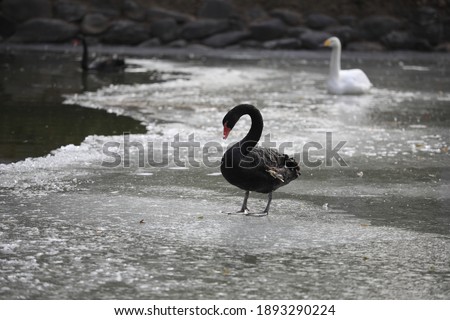 Swans roam and play on the frozen water in Datang Lotus Garden in Xi 'an, making it an interesting sight in winter.