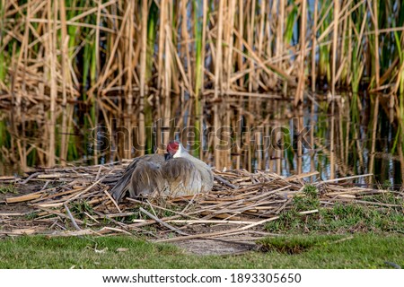 Beautiful SandHill Crane in her nest sitting on her eggs.  Lake and reeds are pictured behind her. 