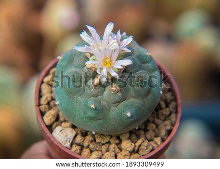 Beautiful Cactus flowers in pot 