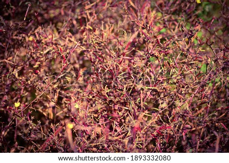 Red grass background close up