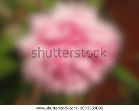 Blur Pink Roses For Background Image