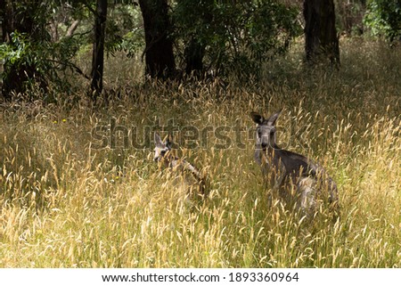 Closeup of two grey kangaroos in tall grass