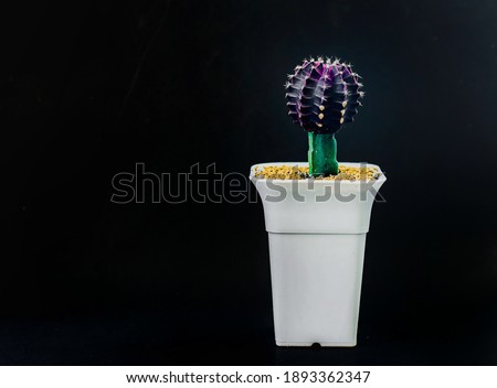 Black background cactus ornamental plants photos