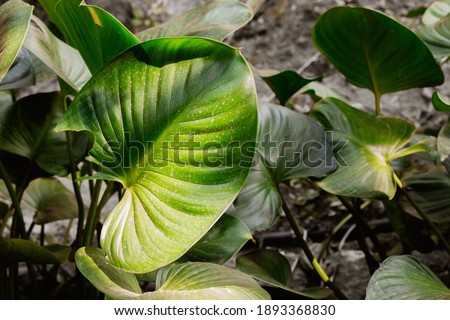 Photography Elephant Ear plant in Suan Phueng ,Thailand.