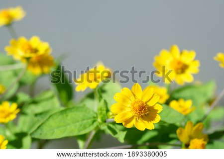 Cute yellow petals that grow in clusters