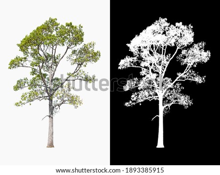big tree isolated on white backgrund with clipping path.