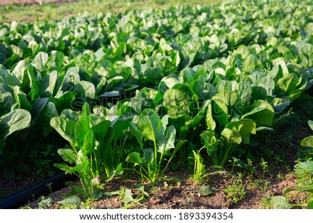 Rows of green spinach on a field. High quality photo Royalty-Free Stock Photo #1893394354