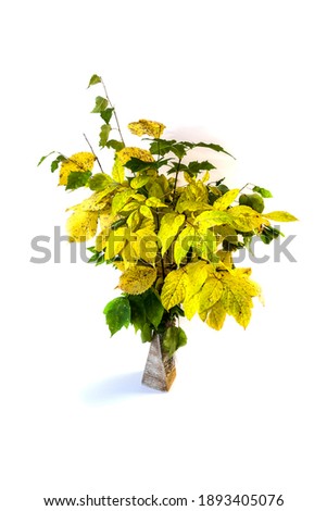 isolated autumn bouquet, branches of trees with yellow leaves in a vase