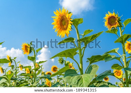 Sunflowers in the wind on the background of blue sky