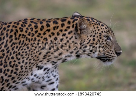 Close up of leopard side of the head with extreme details showing the power of hunter. This was captured in Srilankan wildlife park called Wilpaththu national park