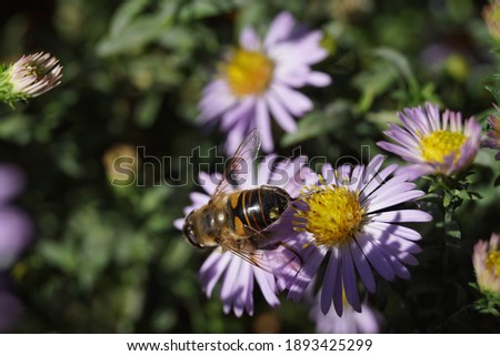 Beautiful picture of a bee in the garden