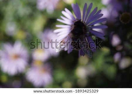 Beautiful picture of a bee in the garden