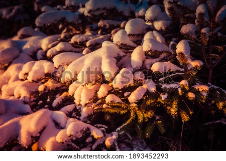 Small snow-covered Christmas trees in the dawn rays of the sun. High quality photo