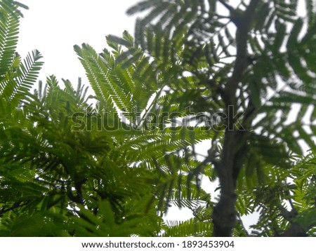 Green leaves branches of trees growing in the garden, nature photography, low angle shot, gardening background