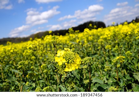picture of flowering rape field