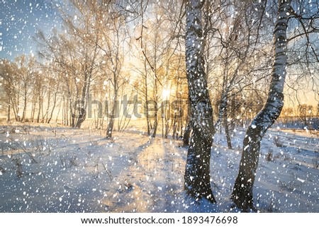 Sun rays streaming through tree trunks and snowflakes in a snow-covered birch grove on sunrise or sunset in winter. Snowfall on a sunny day.
