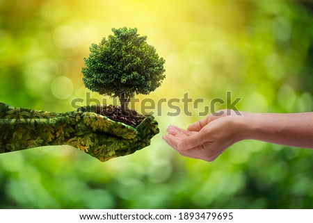 environment Earth Day Hands from nature. Girl hands holding trees growing on bokeh green background. Ecology and Nature concept. Royalty-Free Stock Photo #1893479695