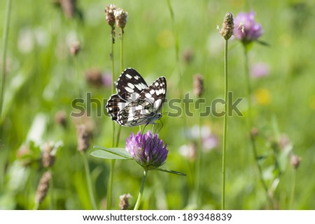 butterfly on flower in meadow