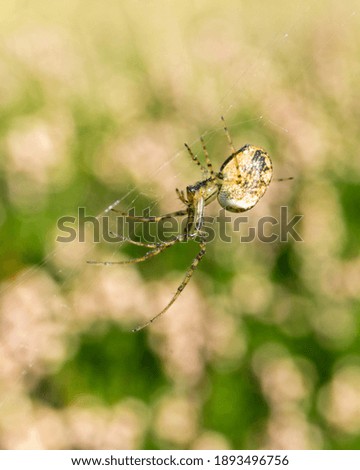 A macro shot of a spider on its web against a bokeh background