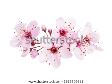 Up-close light pink Cherry blossoms ( Sakura) isolated on a white background. Royalty-Free Stock Photo #1893503869
