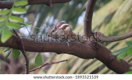 cute indian palm squirrel close up