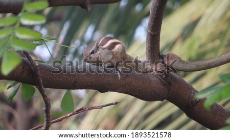 cute indian palm squirrel close up