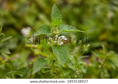 Nettle dioecious. Photo of the nettle plant. Nettle with fluffy green leaves and flowers. Medicinal plant nettle