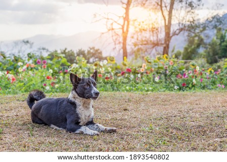 Black and white color poor stray dog sitting in flowers garden