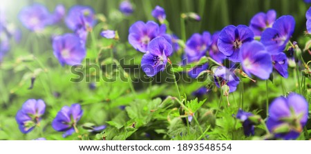 Wild geranium. Spring summer flowers, sunny day, sunray. Cultivation, selection of flowers geranium Royalty-Free Stock Photo #1893548554