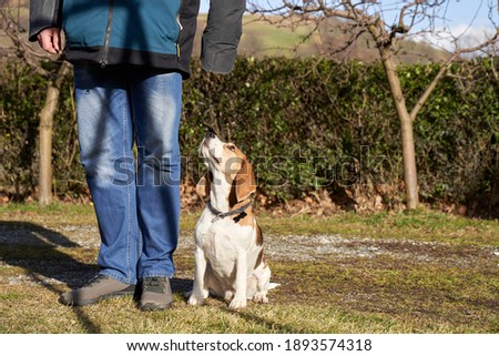 Beagle dog sitting next to the owners legs watching on outside on the sunny area in the garden. High quality photo