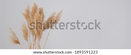 Banner. the pampas grass. Reed Plume Stem, Dried Pampas Grass, Decorative Feather Flower Arrangement for Home, New Trendy Home Decor. Royalty-Free Stock Photo #1893591223