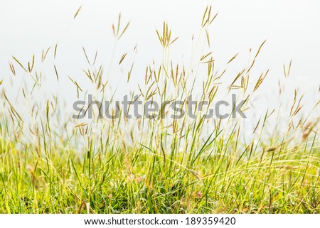 Grass flower in country, Thailand
