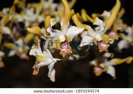 take picture of orchid in the night