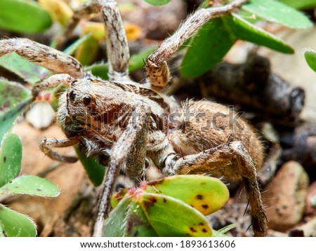 Wolf spider in a naturale enviroment. Macro photos with great details. Lycosidae family.