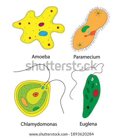 MONERA-AND-PROTISTA-KINGDOMS Stock Vector Images - Avopix.com