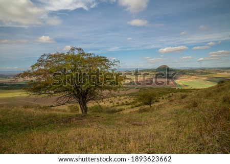 Lonely tree standing in the meadow