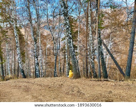 A man sits on the ground in a birch grove in the mountains. Back view