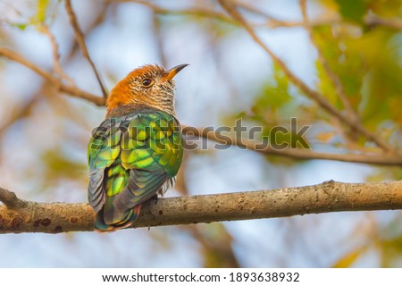 Female Asian Emerald Cuckoo  (Chrysococcyx maculatus)  in real nature with morning light in Thailand 