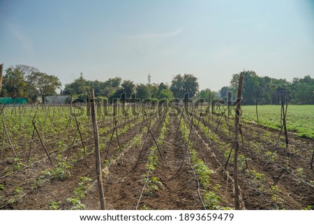 Tomato plant at agriculture field