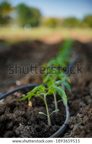 Tomato plant at agriculture field
