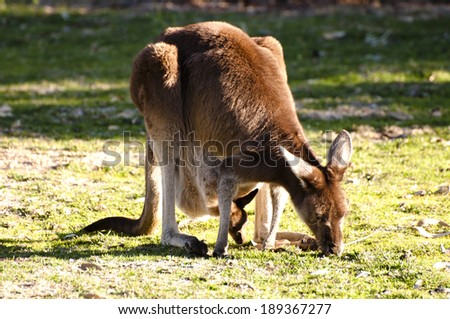 Kangaroo & Offspring - Australia