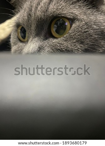 hiding yellow eye grey cat