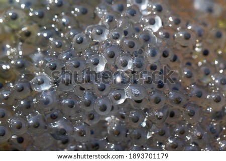 Frogs eggs containing a black embryo and jelly globule which supports the embryo. The first stage of embrio development. frog caviar (frogspawn) in a pond or lake