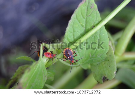 Red bug in the vegetable garden. Natural ecosystem. Good agroecological practices free of agrochemicals. Buy organic food and reduce your ecological footprint.