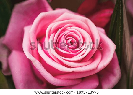 Close up picture and detail for pink rose 