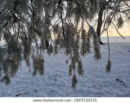 winter frost icing on a pine tree branch with snow background 