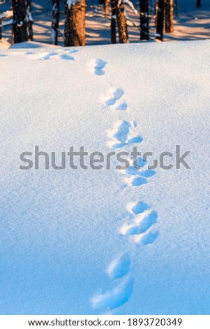 The trail of the beast in the snow in the forest