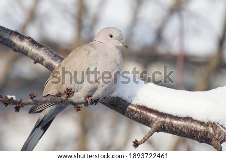 The turtle dove sits on a tree branch in winter. Soft background.